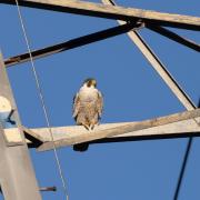 The peregrine falcon