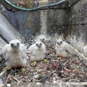 The peregrine chicks at Romsey Abbey