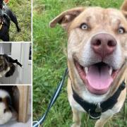 Can you help find a home for any of these Hampshire RSPCA pets?