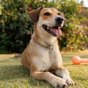There are numerous signs of dehydration to look out for in pets in warmer weather