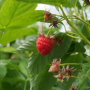 The Bumble Bees play a vital role in pollinating the raspberry flowers