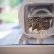 Summer pet disappearances surge in Hampshire