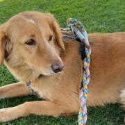 'Miracle' rescue dog Amber survived 36 days on the run after escaping from Bramshaw and swimming to Brownsea Island
