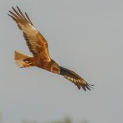Daily Echo Camera Club member Colin Vanner snapped this great photo of a marsh harrier.