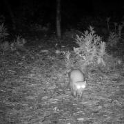 Rare pine martens caught on camera in New Forest's secret reserve