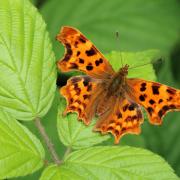 Butterfly populations decline sharply as citizen scientists urged to take action