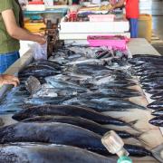  A persistent Southampton thief sent to jail for stealing fish was among cases heard at Southampton Magistrates' Court