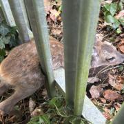 Young deer lies stuck as rescue begins on Vermont Close