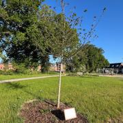 Tree planted in Whiteley Gardens honors Queen Elizabeth II’s enduring legacy