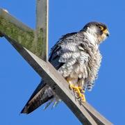 There Peregrine Falcon in Romsey