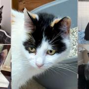 A number of cats at Cats Protection are looking to find their forever homes in Hampshire