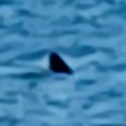 Shark spotted off Bournemouth beach