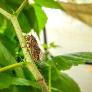 Rare cicadas return to UK after 30 years