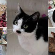 A number of cats at Cats Protection are looking to find their forever homes in Hampshire