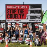 'Stop the cruelty': Protesters stage demo outside ferry HQ