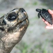 Goliath, a Galapagos tortoise at Zoo Miami, meets his first offspring (Zoo Miami via AP)