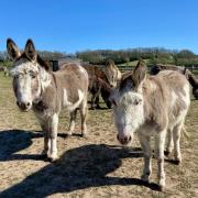 Donkeys at the Isle of Wight Donkey Sanctuary