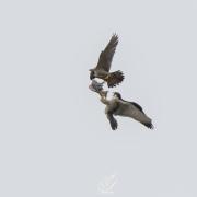 Daily Echo Camera Club member Jordan Callaghan caught this amazing moment as peregrine falcons passed food through the air.
