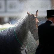 A horse is cooled down after the Ribblesdale Stakes on day three of Royal Ascot at Ascot Racecourse, Berkshire. Picture date: Thursday June 19, 2025.