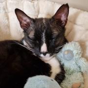 Max, the tuxedo cat, recovers at home after successful brain surgery