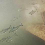 Juvenile salmon called smolt are struggling with barriers in the River Itchen