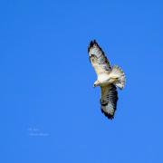 A Leucistic Buzzard, also known as a White Buzzard, swooping in the sky in Bishopstoke.