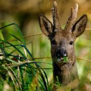 Young Roe Deer