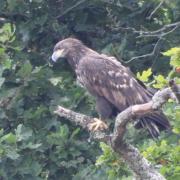 The white-tailed eagle spotted by Sally Rufus