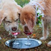 Reggie and Luna enjoy a drink