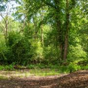 The woodland site at Hinton Admiral