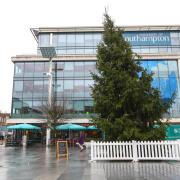 The wonky tree in Guildhall Square, 2018.