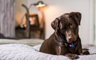 Loose hairs in the bedding can cause a lot of irritation to not only yourself as the owner but your pet too