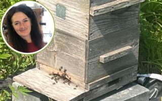 Allotment owner pleads with council not to evict beehive from plot