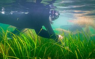 Seagrass seed being collected at Seaview, Isle of Wight