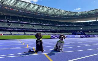 These Hampshire police dogs are keeping people safe at the Paralympics