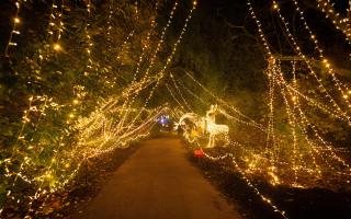 The light up trail returns to Sir Harold Hillier Gardens this winter