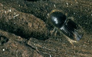 The eight-toothed spruce bark beetle has been found in the area