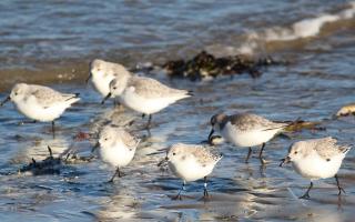 The two-week event asks people to log the different types of birds they see during an hour on the coast