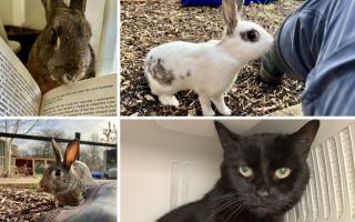 These pets are looking for a home in Southampton