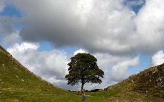 The Sycamore Gap tree was illegally felled on the night of September 27, 2023