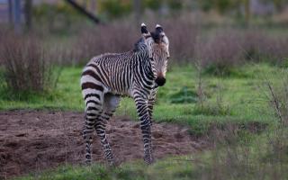 A newborn grevy's zebra