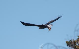 Jordan Callaghan managed to snap this soaring white-tailed eagle, the biggest bird of prey in the UK.