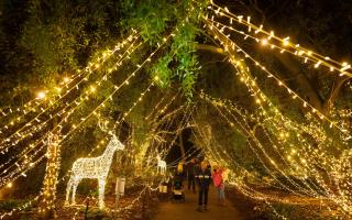 Organisers believe more than £80,000 worth of cables were stolen from installations at Sir Harold Hillier Gardens' Light Up trail.