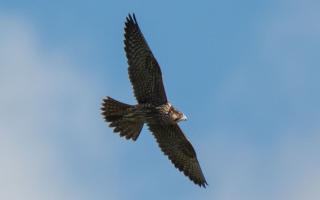 Jordan Callaghan managed to snap this majestic peregrine falcon flying above Beaulieu River.