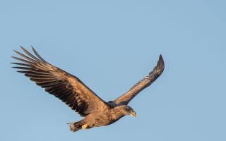 White Tailed Eagle above Lepe