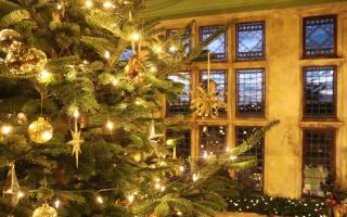 This year's Christmas tree at Palace House, Beaulieu