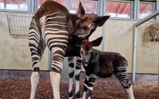 Marwell's new okapi calf with mum