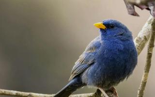 An amateur bird watcher spotted a blue finch in the wild - a species native to South America.