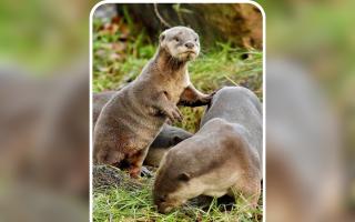 Smooth-coated otters at the New Forest Wildlife Park
