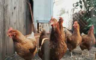 A case of highly pathogenic avian influenza H5N1 has been confirmed near Romsey.